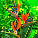 Set 4 Orange Bird of Paradise Plants Live, 4-8 Inch Tall Tropical Plants for Indoor Outdoor Growing