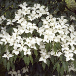 10-18" Kousa White Dogwood Tree Plant Live, Flowering Dogwood Tree for Planting Outdoors, 10 to 18 Inc Tall in Quart Pot
