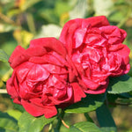 Rose Bush Live Plant, Heirloom Rose Plant Live for Planting, 5-10 Inch Tall, Fragrant Flowers Well Rooted Starter Plant, No Pot (Red Rose)
