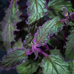 Pack 2 Gynura Aurantiaca Purple Passion Velvet Plants Live for Indoor Outdoor, 4-9 Inc Tall, Gynura Purple Passion Plant Live House Plant