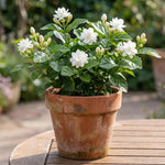 Maid of Orleans Jasmine Plant Live 4-7 Inches Tall, Fragrant Flowering Vine for Garden, Patio Containers and Indoor Growing