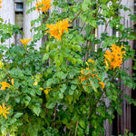 2 Mango Honeysuckle Plants Live for Planting, Fragrant, Easy to Grow, Perfect for Landscaping, No Pot, Ideal for Trellises Fences, Climbing or Bush, Rooted Cutting 8-12", Dormant No Leaf