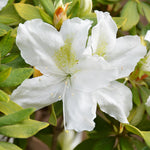White Azalea Plants Live Tree for Outdoor Growing, 9 Months Old Starter Size, Azaleas Rhododendron Flower Vibrant Color Spring Planting