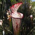 Green Red Nepenthes Pitcher Plant Live in Pot, Pond Plant, Exotic Tropical for Indoor Outdoor Décor, Easy to Grow, Rare Variety, 7 Months Old