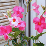 Set of 2 Mandevilla Plants Live, Pink Mandevilla Live Plants, 5 to 6 Inches Tall, Mandevilla Well Rooted