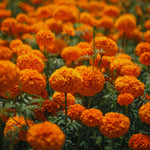 Orange Marigolds Live Plant, Marigold Plant Live, 6 to 8 Inc Tall, Yellow Blooms Spring Flower Plant