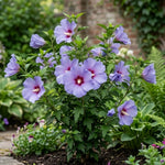 Set of 7 Purple Hibiscus Cuttings, Hibiscus Flowers Plants, Tropical Flower Plant for Outdoor Gardening