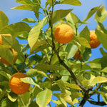 Sweet Mandarin Orange Tree, 1-2 Feet Tall in 1 Gallon Pot, Sweet Citrus Fruit Tree for Patio and Outdoor Garden