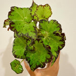 3 Packs River Begonia Angel Wing Maculata Live Plants, 5-9 Inch Tall, Indoor Outdoor Polka Dot Begonia