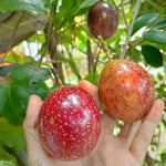 Live Passion Fruit Plant, Passion Fruit Tree Live Plant, Purple Passionfruit Vine Gardening, Half Gallon Pot