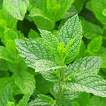 3 Spearmint Plants, Live Mint Plants, 3-5'' Tall, Herb for Outdoor and Indoor Planting