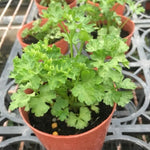 4 Parsley Plants Live for Planting, Parsley Herb Plant, from 5 to 7 Inc Long