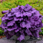 2-Pack Live Heuchera Coral Bells Plants, Deep Black Purple Leaves, Vibrant Indoor Outdoor Planting