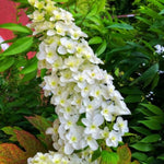 Hydrangea Plant Live Tree, White Oakleaf Color Bloom, 5-10" Well-Rooted Hydrangea Shrub Bush for House Planting Outdoor, Dormant