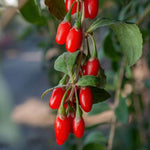 2 Goji Berry Plants 4–6" Tall, Live Fruiting Shrub for Patio, Containers and Backyard Gardening, Hardy Outdoor Plant