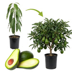 Live Dwarf Avocado Tree Plant in 3 Gallon Pot, Cold Hardy Avocado Tree 2-3 Ft Tall, Ready to Bear Fruits