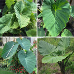 Set 2 Giant Colocasia Elephant Ear Plants Live 4–7 Inches Tall, Tropical Foliage Plants for Outdoor Garden, Large Leaf Plants for Patio, Containers or Landscape