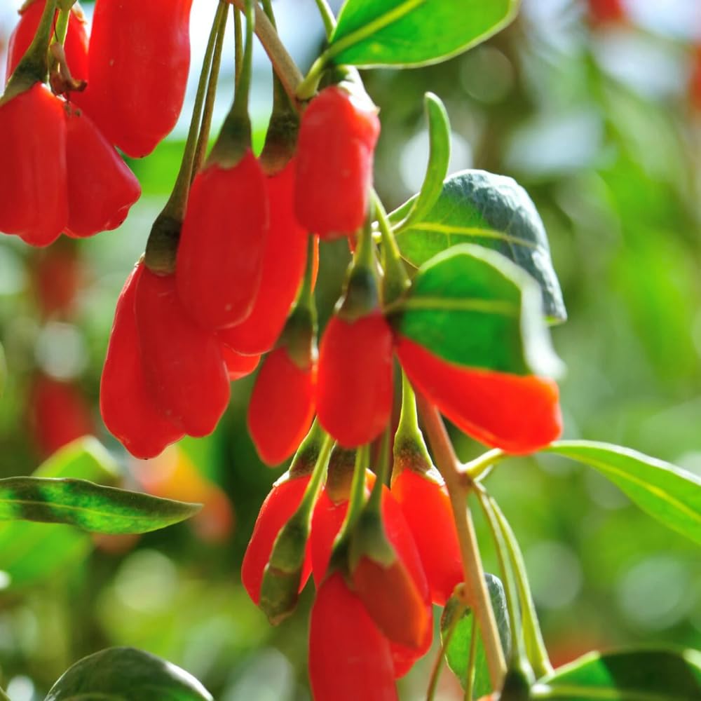 Goji Berry Plant Live Fruit Plant, 8-12” Tall, Fully Rooted in Half Gallon Pot, Hardy Berry Plant for Outdoor Planting