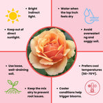 Rose Live Plant, Roses Flower Plant, Fragrant Flower for Planting, 4-6 Inches Tall, Bush Shrub Plants, Well Rooted, Ready to Grow (Orange Rose)