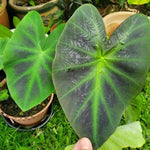Colocasia Elephant Ears Live Plant, Alocasia Plant, Esculenta Taro Live Houseplant, 5-7 Inc Tall (Dark Leaf, Gren Stem)