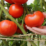 2 Better Boy Tomato Plants Live, 4-8 Inch Tall, Tomato Live Plants Well-Rooted for Garden
