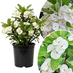 Set 2 White Euphorbia Milii Plants, Crown of Thorns Live Plant, 5-8 Inc Tall, Hardy Euphorbia Flowering Houseplants