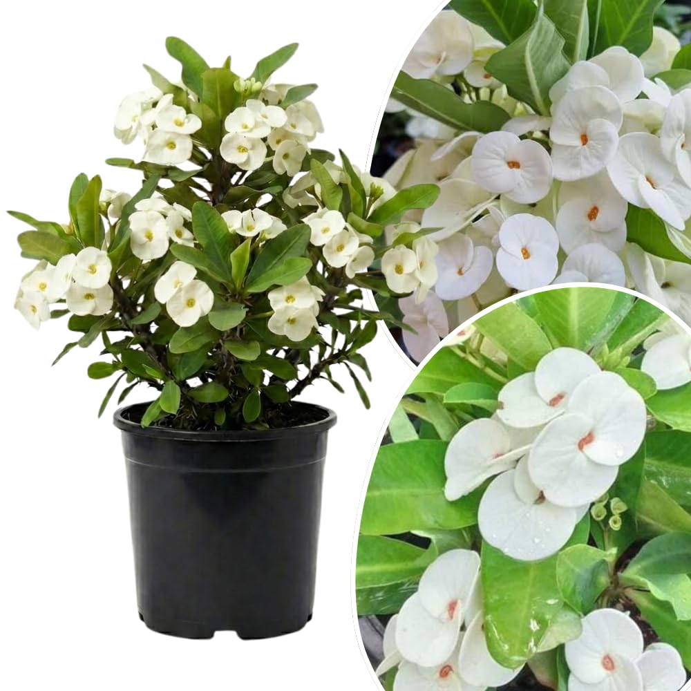 Set 2 White Euphorbia Milii Plants, Crown of Thorns Live Plant, 5-8 Inc Tall, Hardy Euphorbia Flowering Houseplants