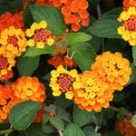 Orange Lantana Plants Live in 4 Inch Pot, Perennial Lantana Plants Live for Planting Outdoors Garden, 4-6 Inch Tall, Vibrant Flowers Colors