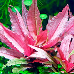 100 Aquarium Plant Seeds for Fish Tank, Aquatic Grass Seeds for Freshwater Aquarium, Live Water Plant Ground Cover for Fish Tank Decoration