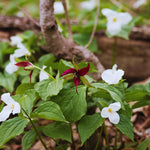 Pack of 30 Trillium Bulbs, Mix Trillium Large Bulbs, Trillium Flower Bulbs, Perennial Flower Bulbs, Easy to Plant Indoors Outdoors, Trillium Bulb