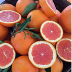 Red Navel Orange Live Plant in 1 Gallon Pot, Red Orange Tree 24-30 Inch Tall, Citrus Fruit Tree for Planting Outdoor Garden