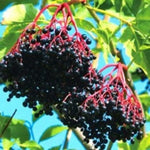 Black Elderberry Bush Tree Plant Live for Planting, 5 to 8 Inch Tall, American Elderberry Cold Hardy for Outdoor Growing, No Pot