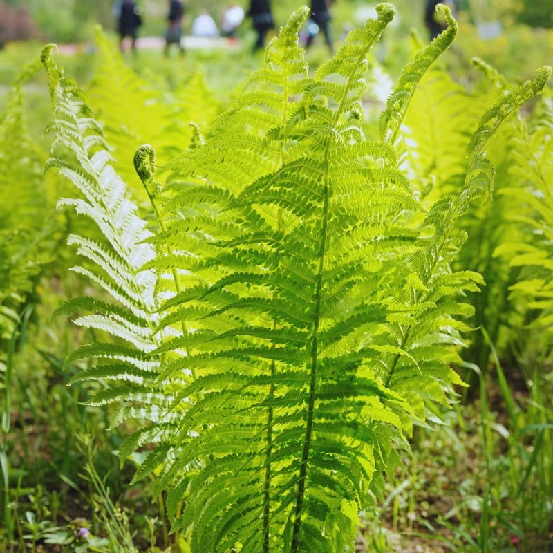 Live Ostrich Fern Plants, 20 Fern Roots, Easy to Plant