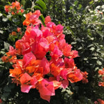 2 Bougainvillea Live Plants, Tropical Bougainvillea Flowering Vine, Fast Growing Outdoor and Container Plant, 4-8'' Tall (Orange Blooms)