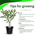 Pack 2 Red Desert Rose Plants Live, Hardy Adenium Obesum Succulent, Vibrant Blooms for Indoor and Outdoor 4-7 Inch