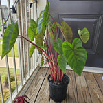 Set 2 Hawaiian Colocasia Elephant Ear Plants Live 4–7 Inches Tall, Tropical Foliage Plants for Outdoor Garden, Large Leaf Plants for Patio, Containers or Landscape