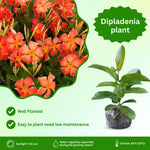 Orange Dipladenia Live Plant, Tropical Flowering Vine Trailing Plants, 4 to 9 Inch Tall