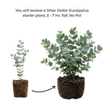 Eucalyptus Plant Live, Silver Eucalyptus Plant, 5-7 Inc Tall, Fragrant Foliage, Cold Hardy Tree for Indoor Outdoor Garden Growing