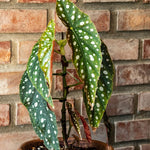 3 Packs Begonia Angel Wing Maculata Live Plants, 5-9 Inch Tall, Indoor Outdoor Polka Dot Begonia
