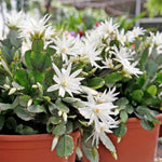 White Easter Cactus Live Plant, 4-9” Tall, Rooted Holiday Cactus Succulent Plant for Indoor or Outdoor Growing, Easy Care Flowering Houseplant