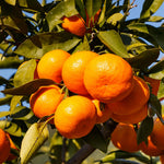 Live Tangerine Citrus Tree, 1-2 Ft Tall in 1 Gallon Pot, Fruit Bearing Tree for Indoor Outdoor Patio Garden and Home Growing