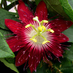 Passion Flower Plant Live, Passiflora Flowering Vine, Trailing Passion Flowers 4 to 8 Inch Tall