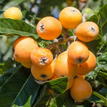 Loquat Tree Live Plant, 2-3 Feet Tall, One Gallon Pot, Hardy Loquat Plant for Growing, Yellow Fruit Tree