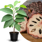 Random Sugar Apple Tree Live Plant, 2-3 Ft in One Gallon Pot, 2 Years Old Tree Annona Squamosa Soursop Like, Outdoor Spring Tropical Fruit Planting, No CA