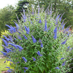 Light Blue Buddleia Butterfly Bush Plant Live, 5-9" in Tall, No Pot, Perennial Bushes Ready to Plant in Spring Outdoor Gardening, Dormant in Winter