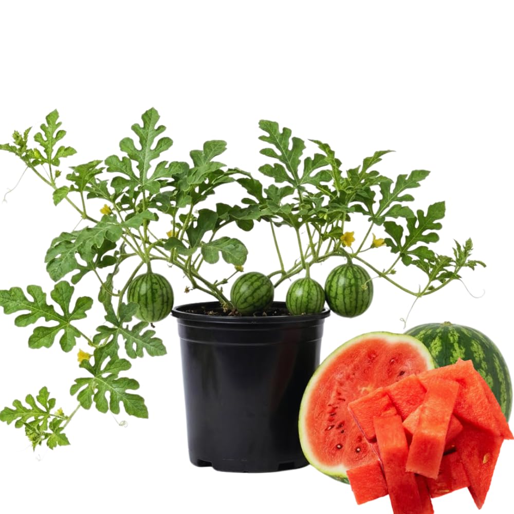 2 Red Watermelon Plants Live, 4'' Pot, Watemelon Fruit Garden Starter Plant