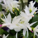 Live White Christmas Cactus Live Plant 4–6 Inches Tall, Winter Blooming False Thanksgiving Cactus Well Rooted, Flowering Houseplant for Home and Office