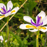 Set 2 African Iris Live Plant, Iris Flower Plant for White Blooms, Low Maintenance and Ready for Planting, Well Rooted from 4 to 6 Inches Tall