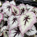 3 Packs Fire Begonia Angel Wing Maculata Live Plants, 5-9 Inch Tall, Indoor Outdoor Polka Dot Begonia