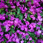 3 Bougainvillea Vine Plants, Bougainvillea Plants Live for Outdoor Landscaping and Containers, 4-7 Inch Tall Well-Rooted, No Pot (Bright Purple Bougainvillea)